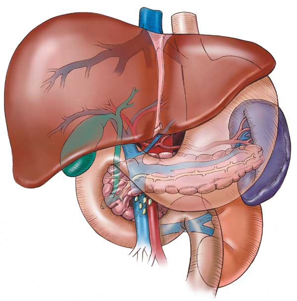 organs of human body. human body between 24 to